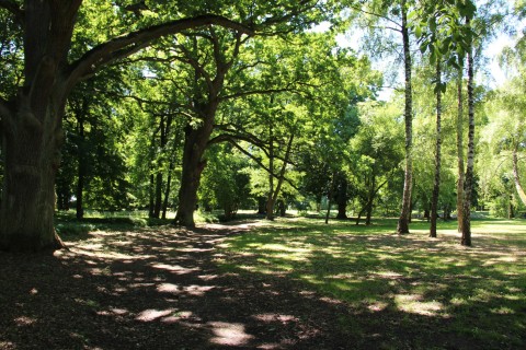 Ścieżka i trawnik w zacienionym od drzew parku przy pałacu w Kobylnikach widziane w dzień.